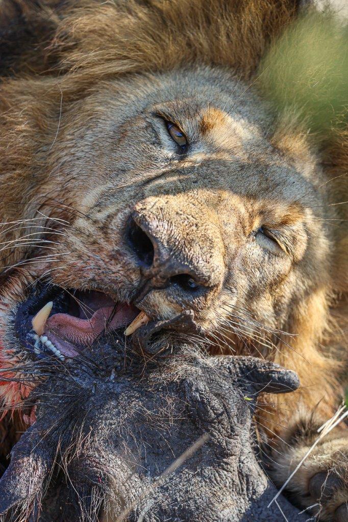 Sabi Sabi Ruan Mey Gijima Sabi Sabi Ruan Mey Gijima