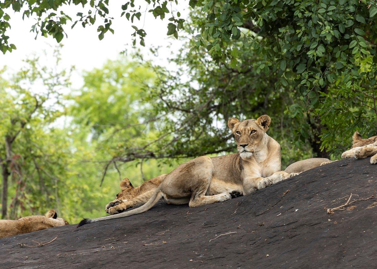 Sabi Sabi Benjamin Loon Lion Pride On Rock Sabi Sabi Benjamin Loon Lion Pride On Rock