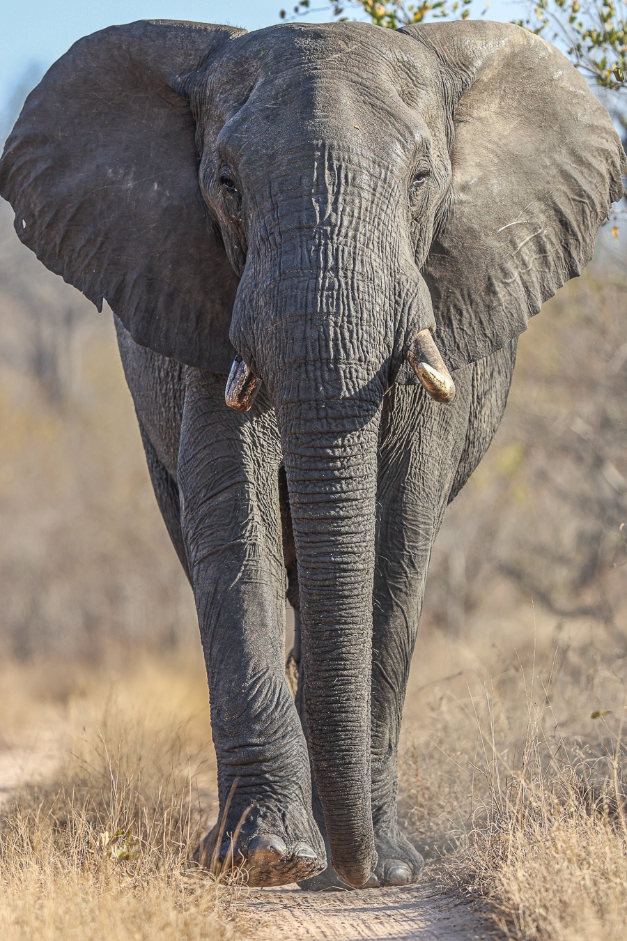 A bull elephant walks along the road near Sabi Sabi. A bull elephant walks along the road near Sabi Sabi.
