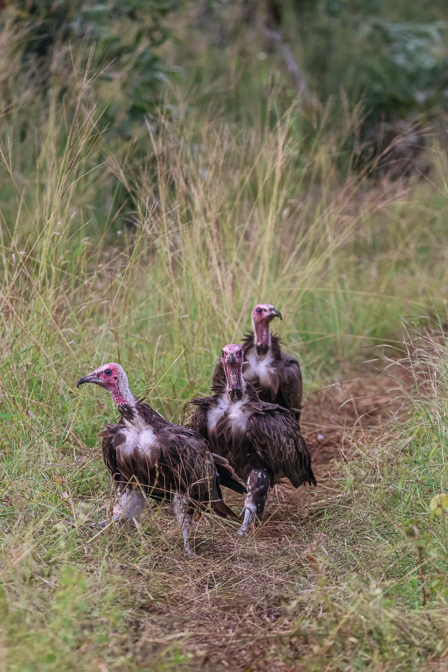 Three Lappet-faced vultures walk along a path. Three Lappet-faced vultures walk along a path.