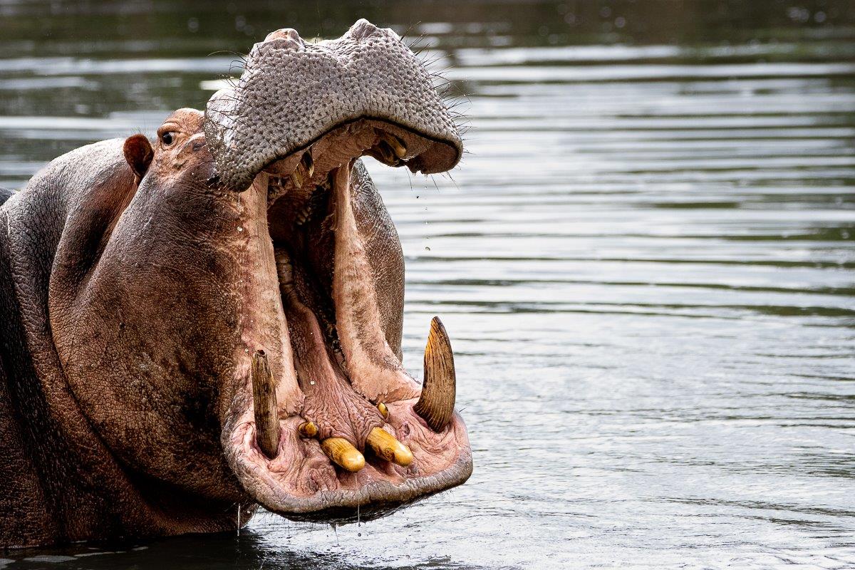 A hippo bears its teeth. A hippo bears its teeth.