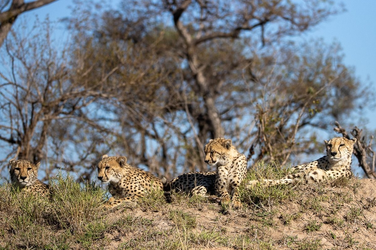 A cheetah family spotted during a game drive from Sabi Sabi. A cheetah family spotted during a game drive from Sabi Sabi.