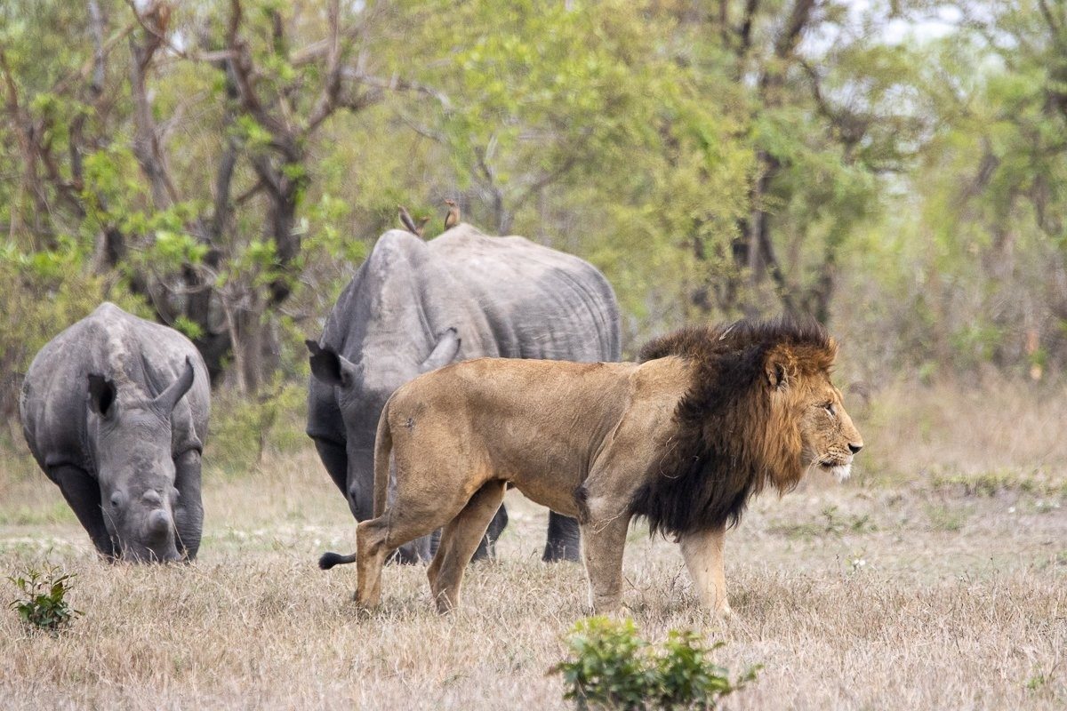 A dominant male lion walks in front of two rhinos. A dominant male lion walks in front of two rhinos.