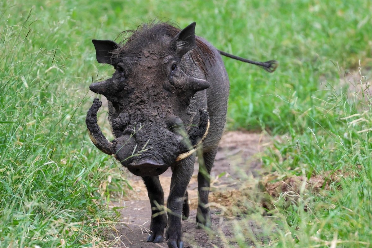 A warthog stolls throguh the veld. 