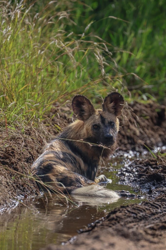 Sabi Sabi Ruan Mey Wild Dog In Water