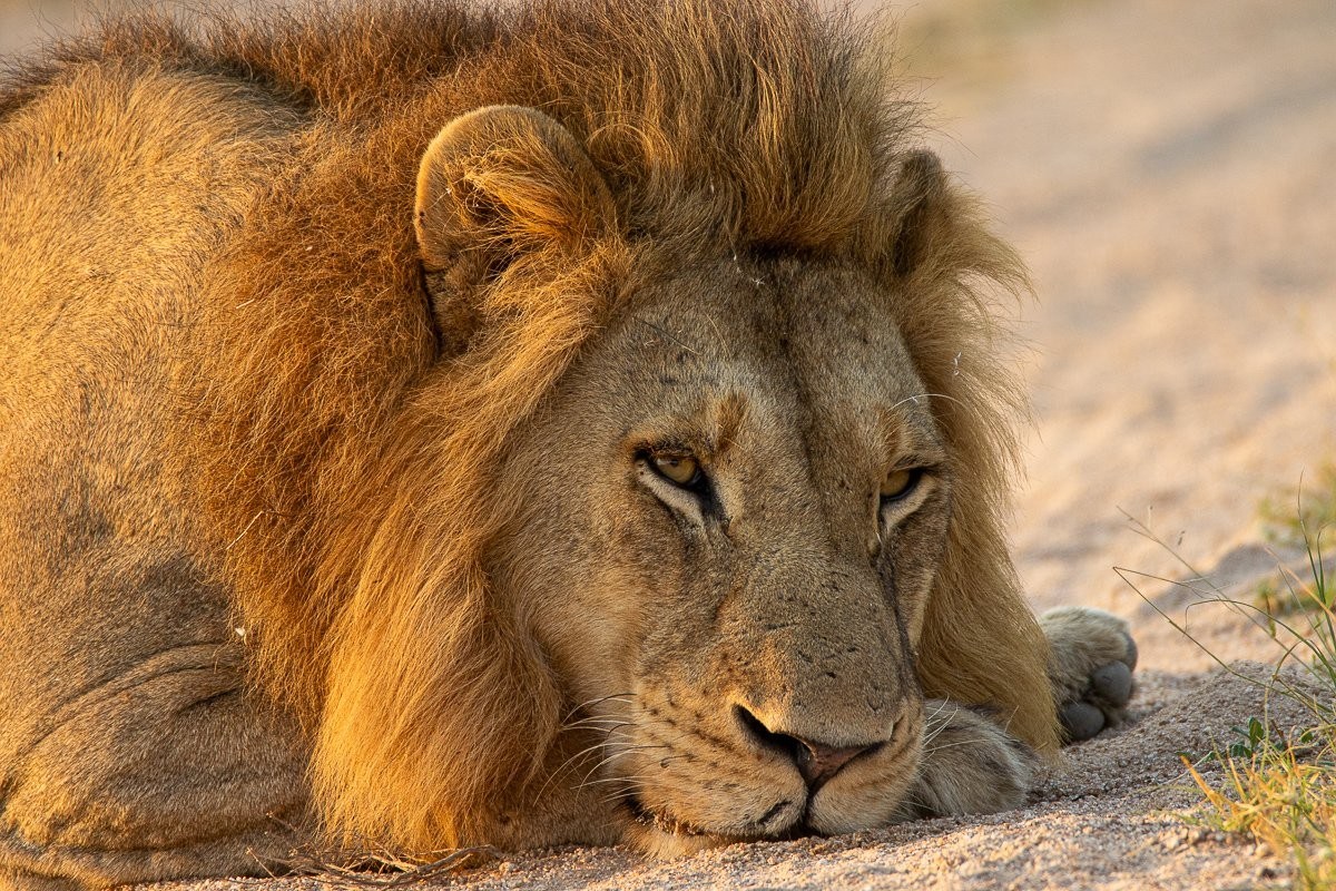 Sabi Sabi Jana Du Plessis Male Lion Resting In Shade