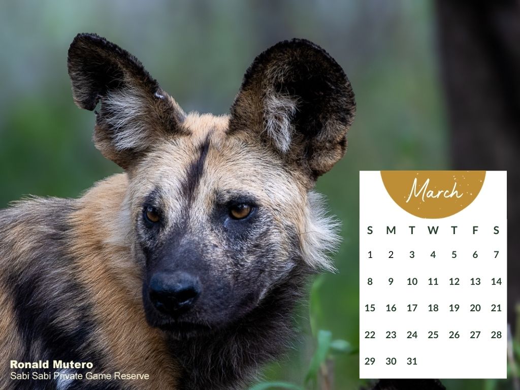Sabi Sabi   Desktop Calendar   2026 March