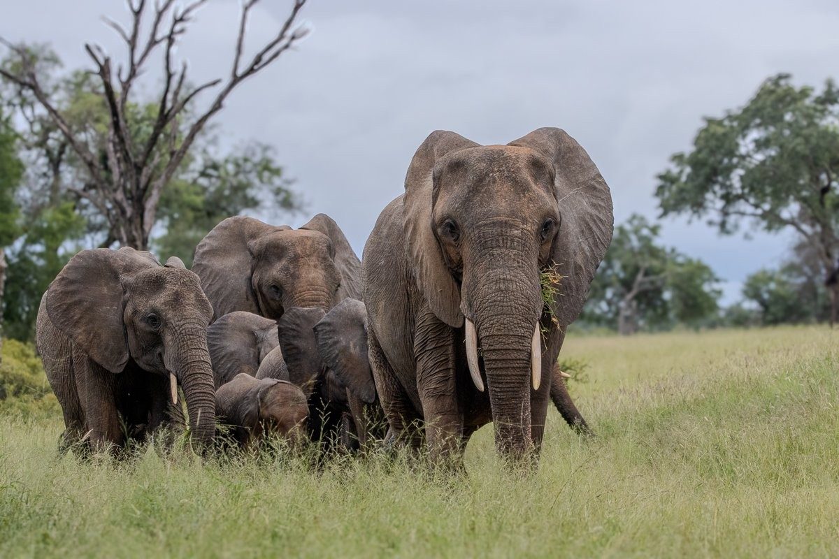 Herd of elephants walking through open grassland during light drizzle