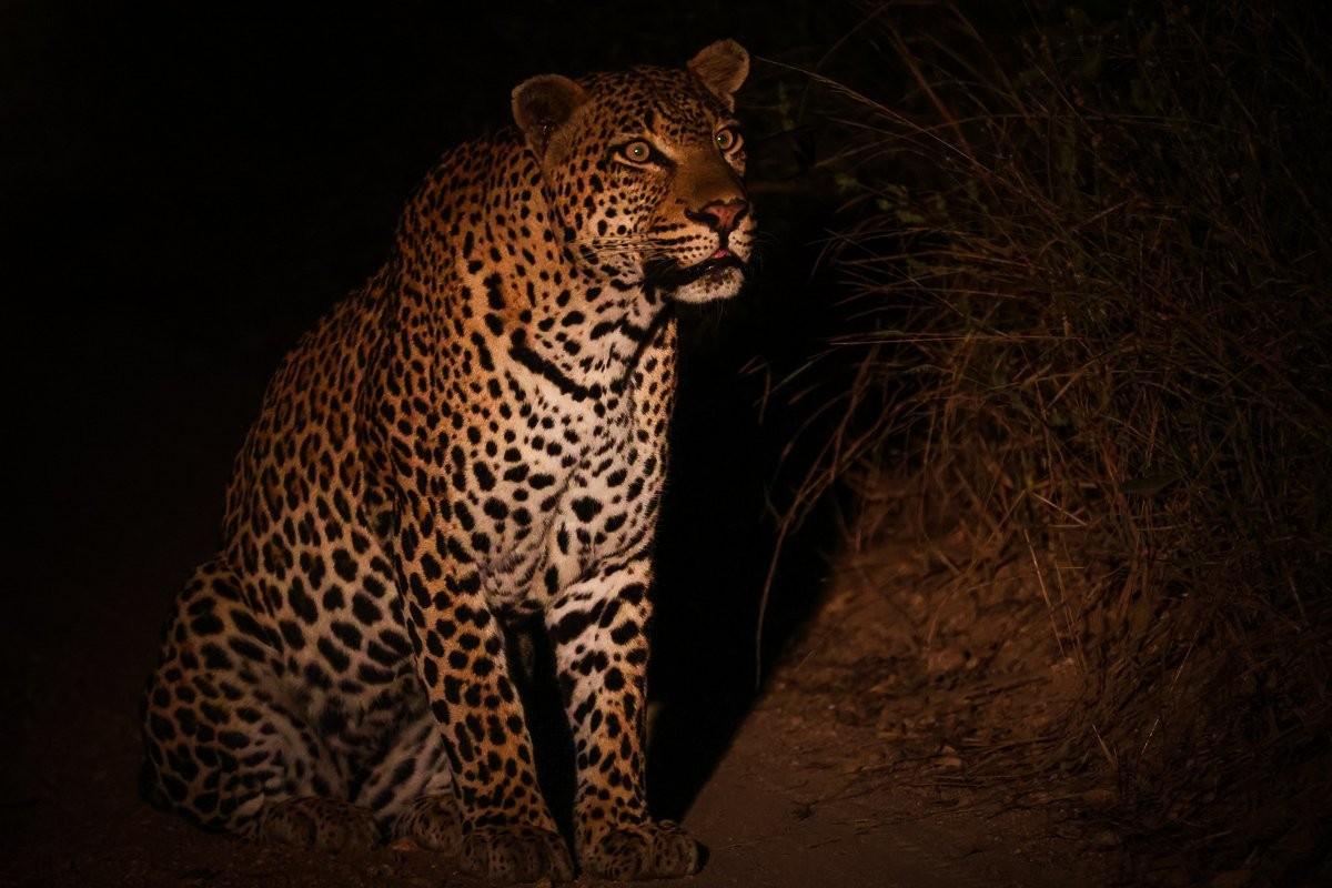 Sabi Sabi Ruan Mey Khulwana Leopard Road Walking