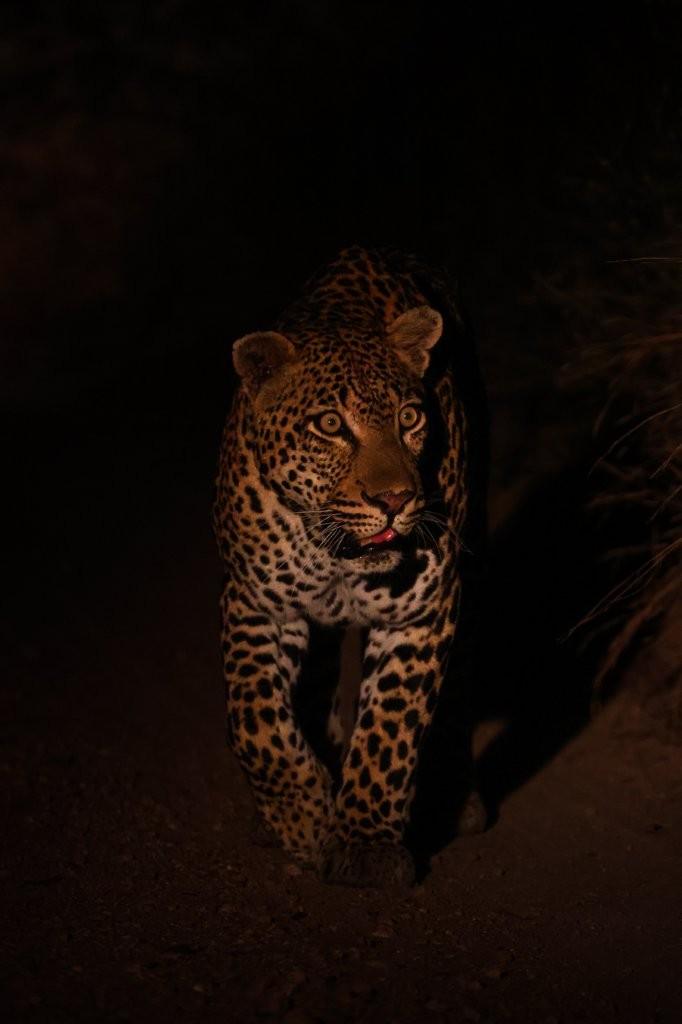 Khulwana leopard navigating familiar hunting grounds.