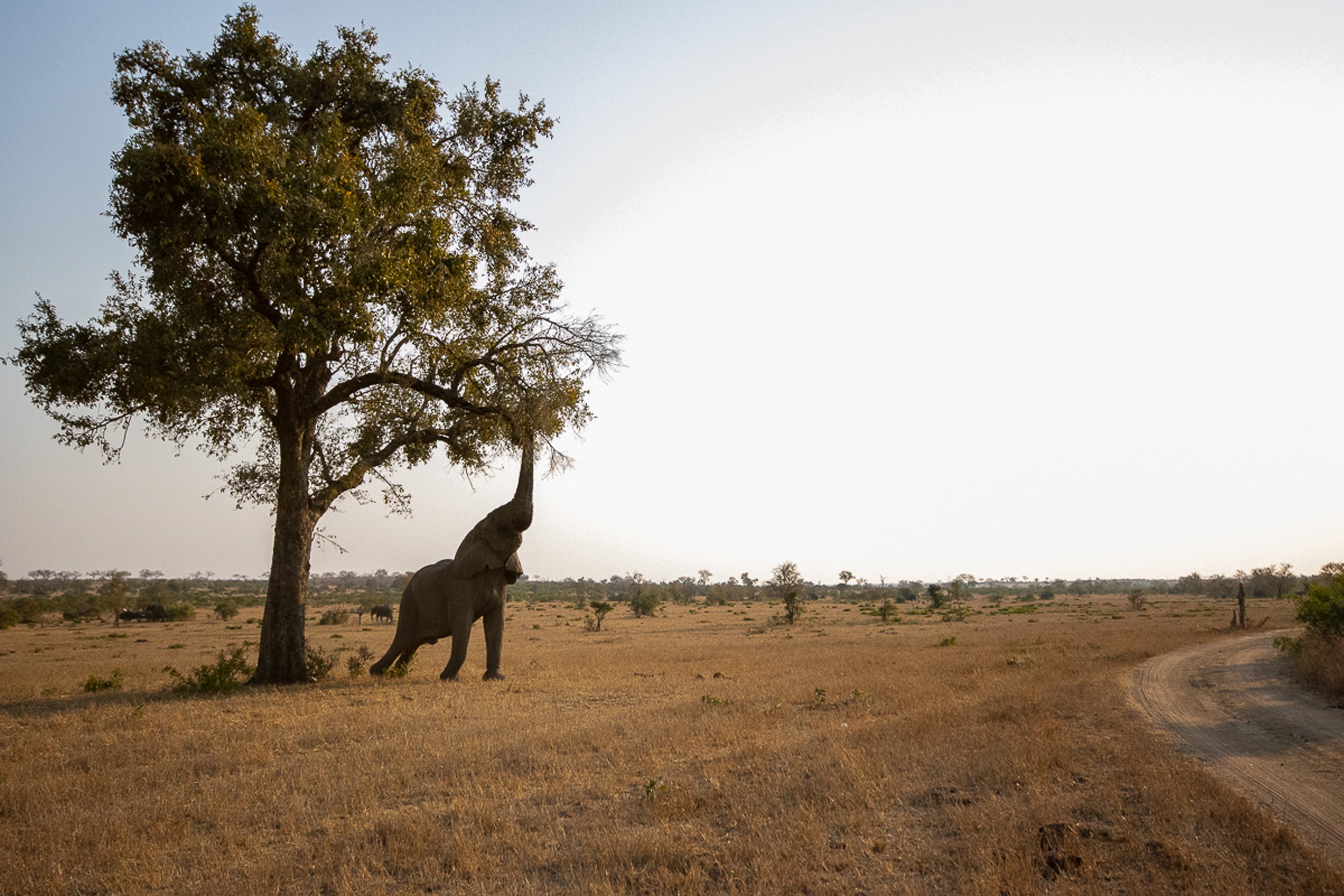 Sabi Sabi Transition Season Elephant