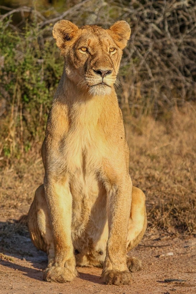 Lionesses seek shelter in taller grass after being disturbed by nearby elephants.