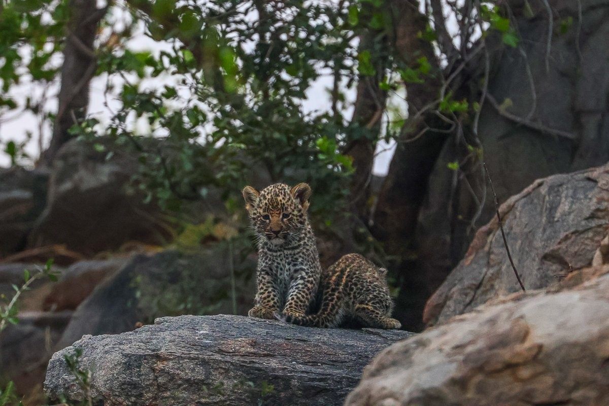 Sabi Sabi Ruan Mey Golonyi Cub Curious Expression