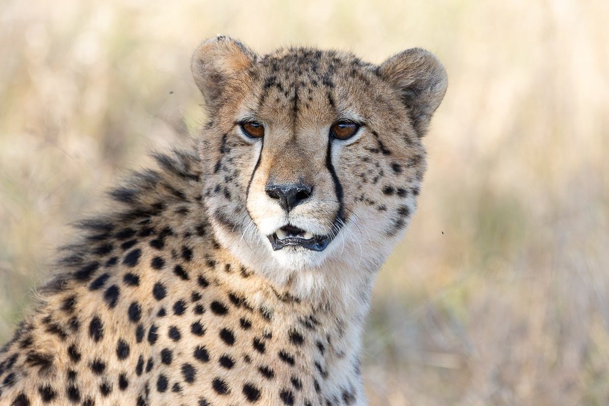 Young cheetah siblings beginning life on their own in Sabi Sabi.