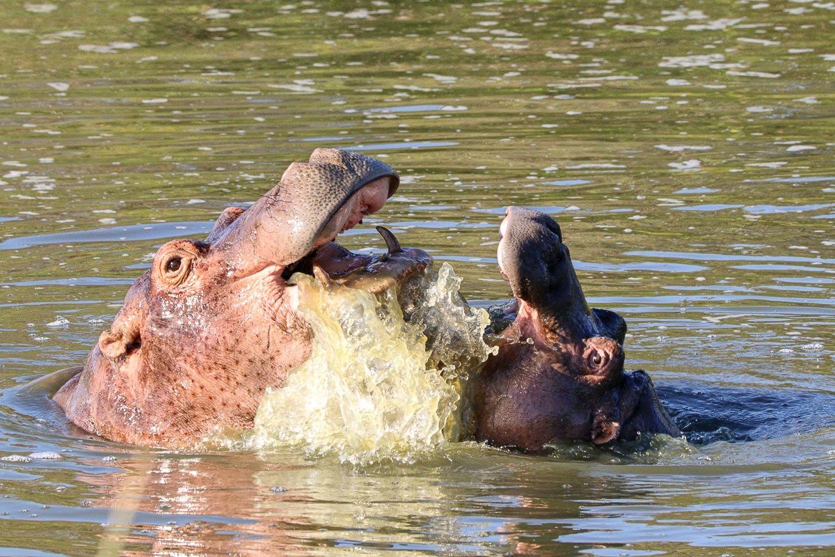 Two young hippos playfully sparring in the water while developing strength and coordination.