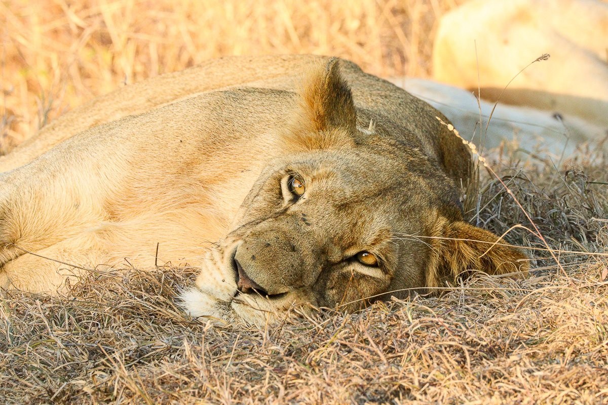 Southern Pride lionesses resting with elephants and a sunset in the background