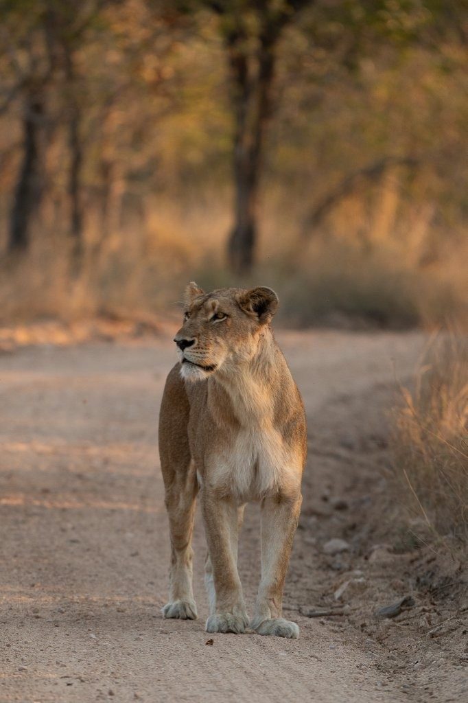 Sabi Sabi Viviane Ladner Southern Pride Matriarch Resting By Waterhole