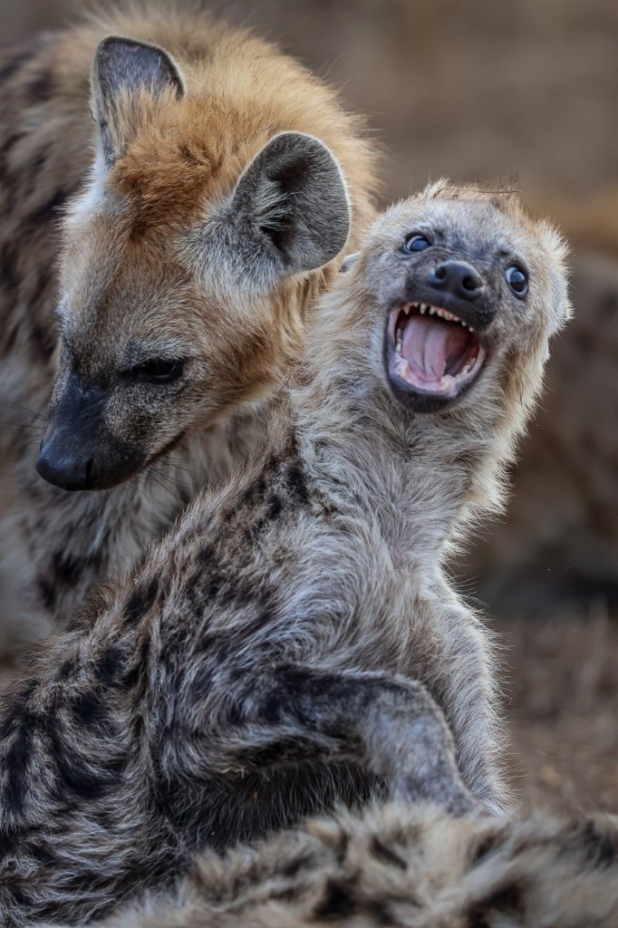 Spotted hyenas being playful.