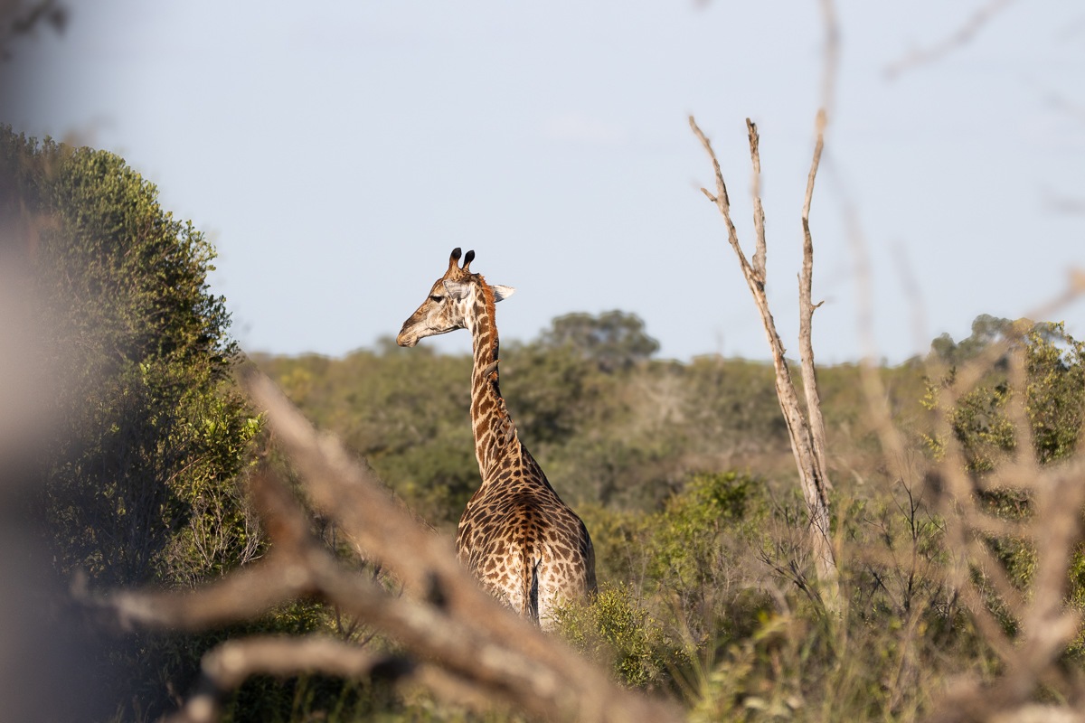 The rear of the neck and back of a giraffe captured through dry bush and trees