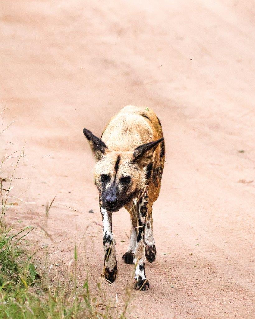 B24Coenraad Stapelberg Wild Dog 140423 3 B24Coenraad Stapelberg Wild Dog 140423 3