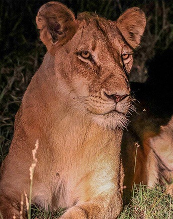 We heard the faint call of a lioness We heard the faint call of a lioness