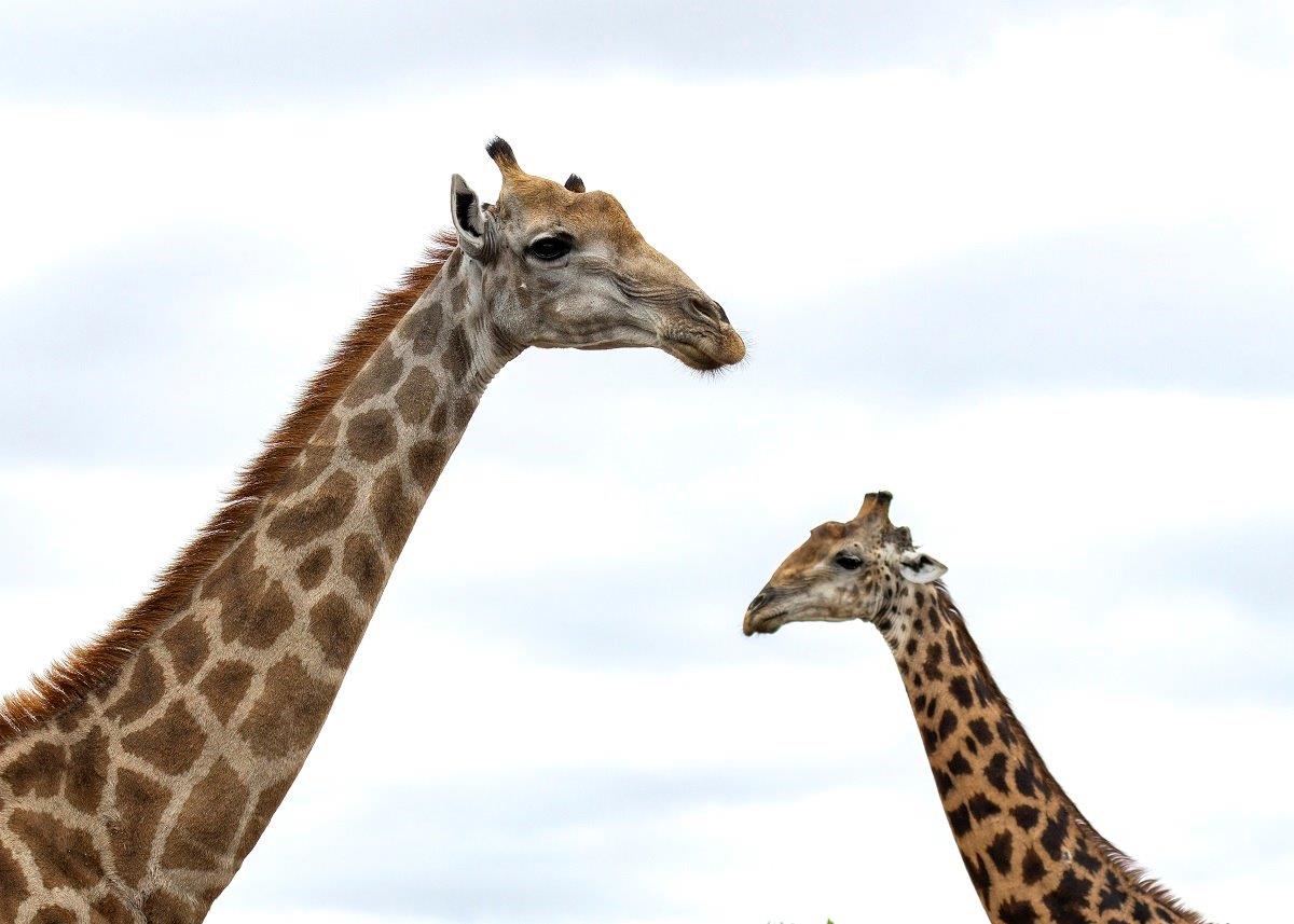 Two giraffes, towering over the African plains. Two giraffes, towering over the African plains.