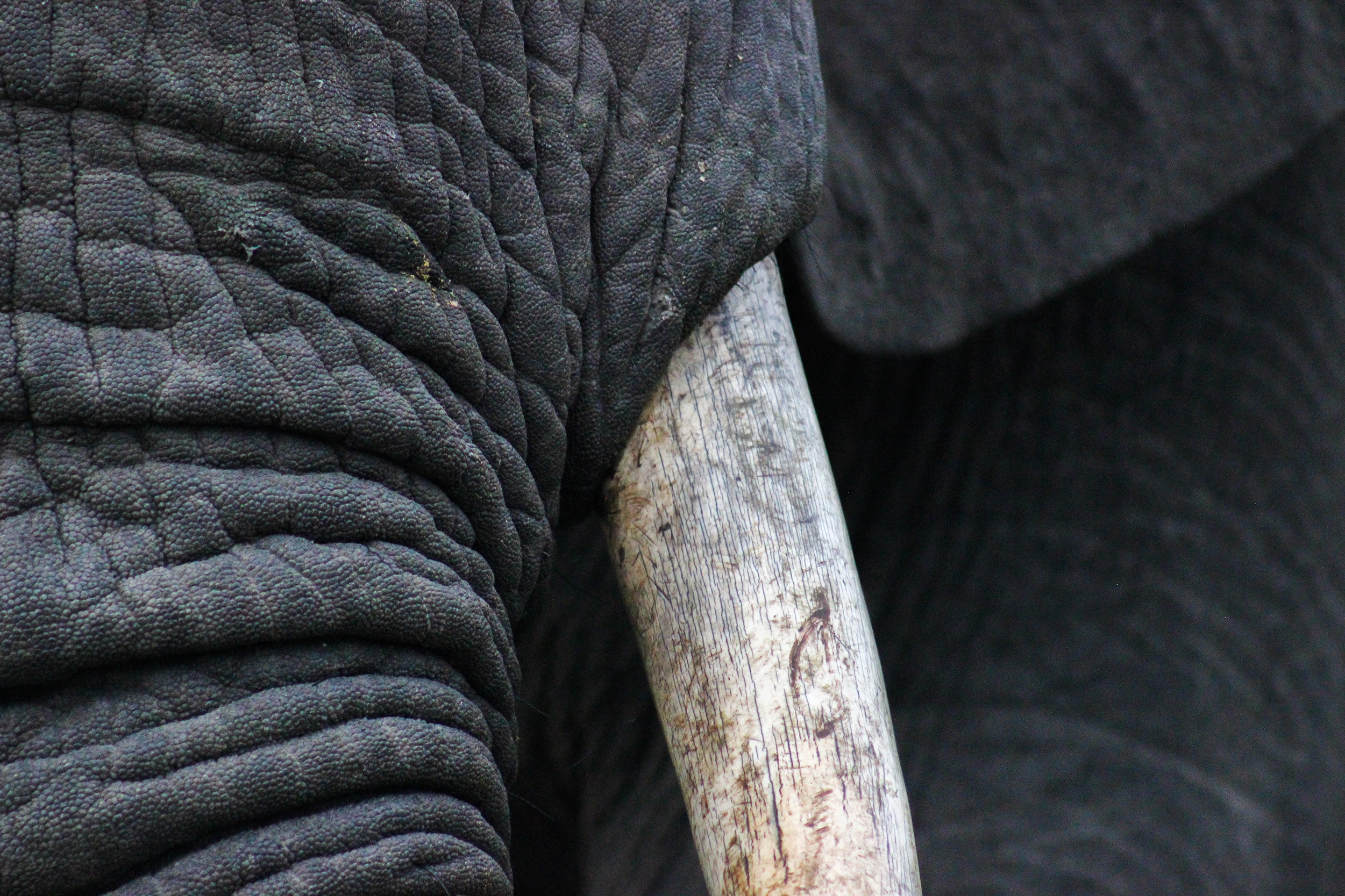 Elephant Bulls in Musth Elephant Bulls in Musth