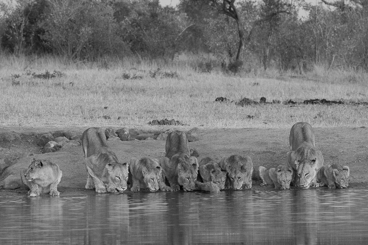 Sabi Sabi Ronald Mutero Msuthlu Pride Sabi Sabi Ronald Mutero Msuthlu Pride