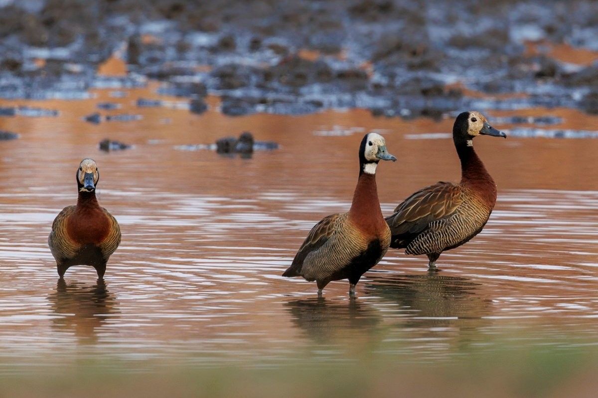 Sabi Sabi Benjamin Loon Whistling Ducks In Water Sabi Sabi Benjamin Loon Whistling Ducks In Water