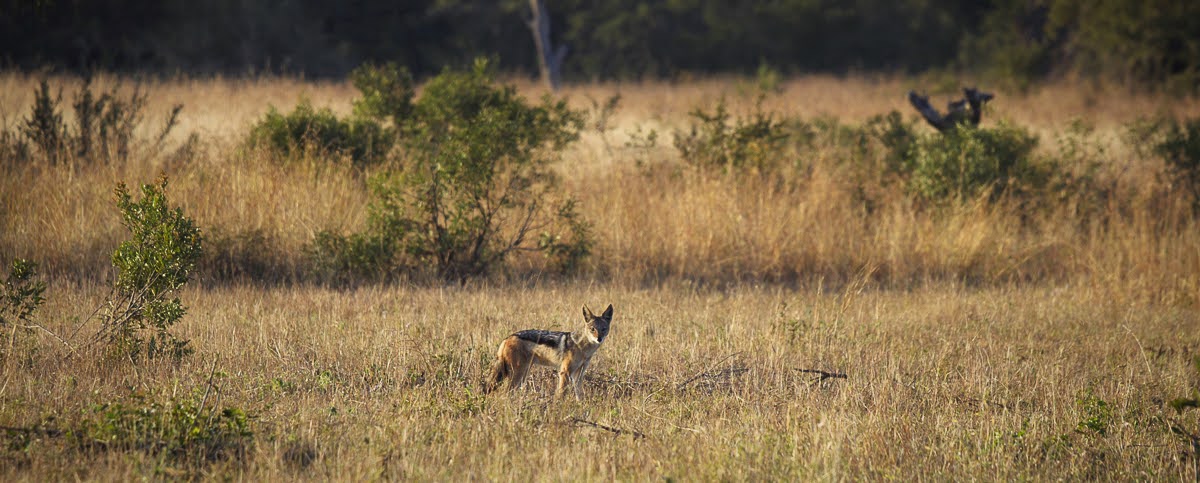 An elusive black-backed jackal is seen during a game drive in Sabi Sands.