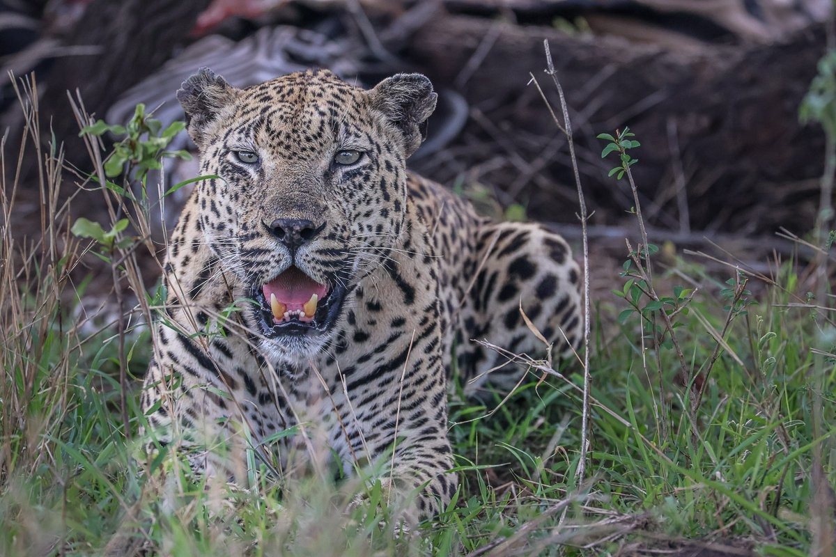 The Mawelawela male leopard drags the zebra carcass deeper into cover to feed safely.
