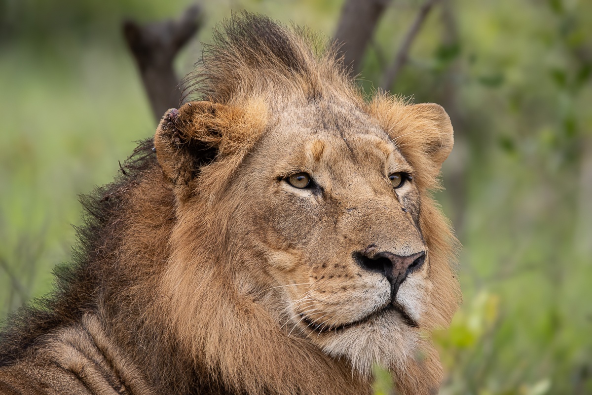 Sabi Sabi Ronald Mutero Male Lion