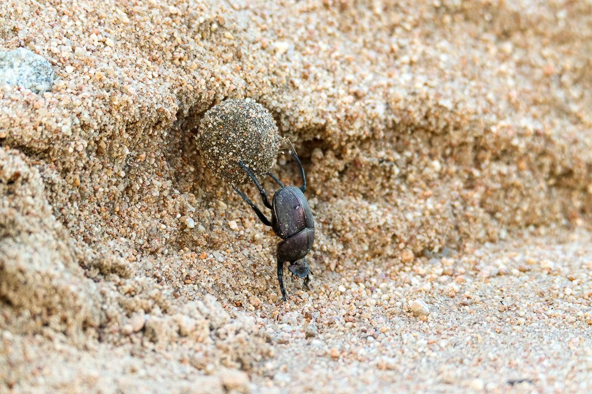 Sabi Sabi Jana Du Plessis Dung Beetle