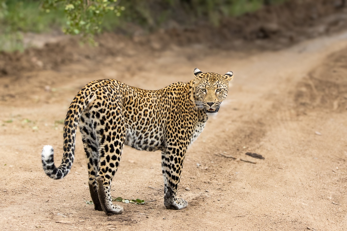 Kurhula female leopard marking her territory in dense bushveld