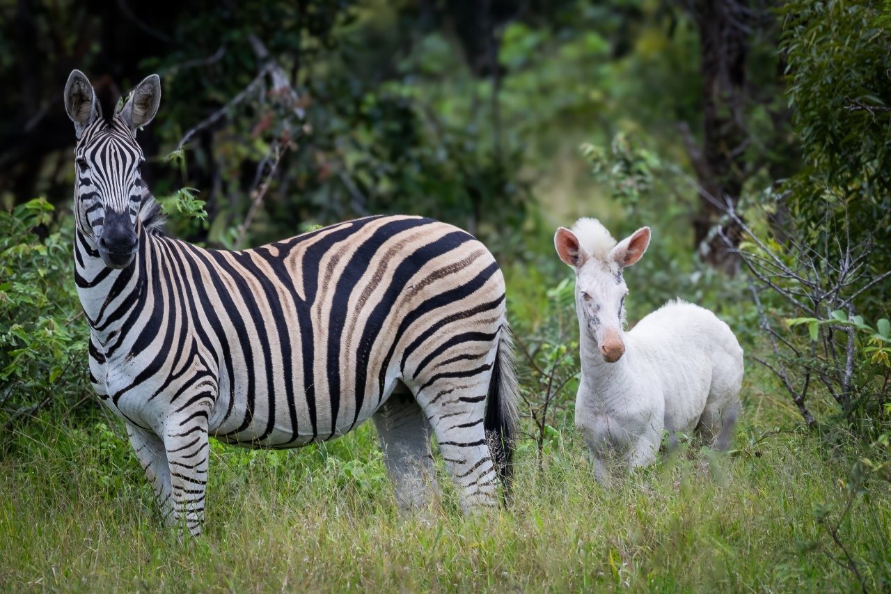 Sabi Sabi Massimo Da Silver White Zebra Foal With Mother