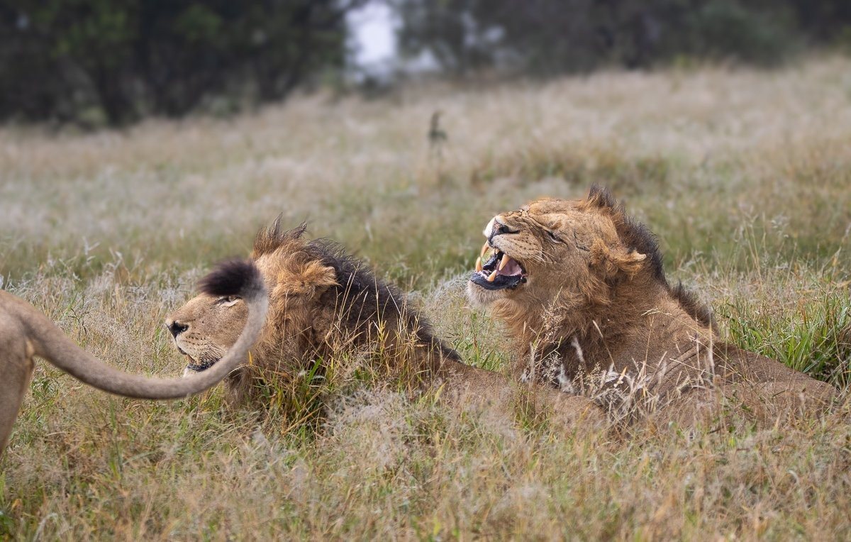 Male lion coalition resting together in the bush.