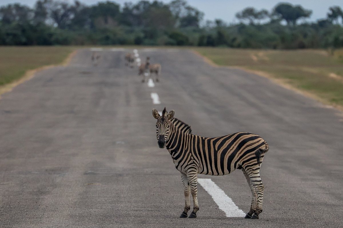 Sabi Sabi Ruan Mey Zebra Herd On Airstrip