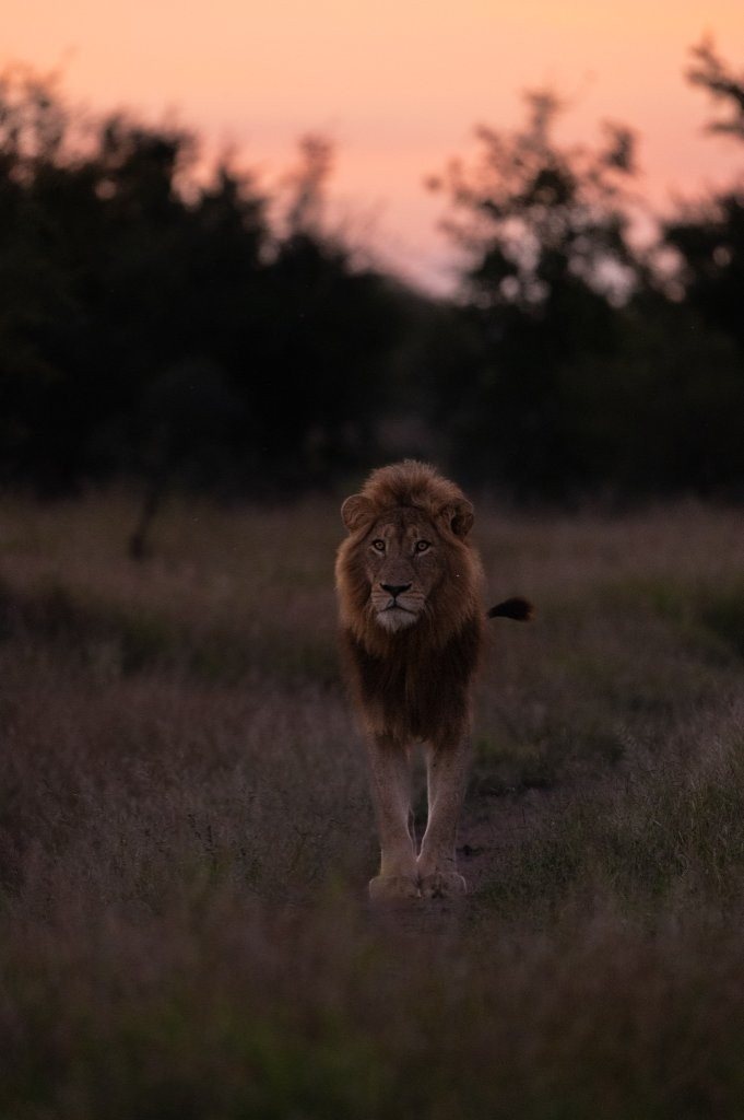 Sabi Sabi Viviane Ladner Lion Silhouetted By Sunset