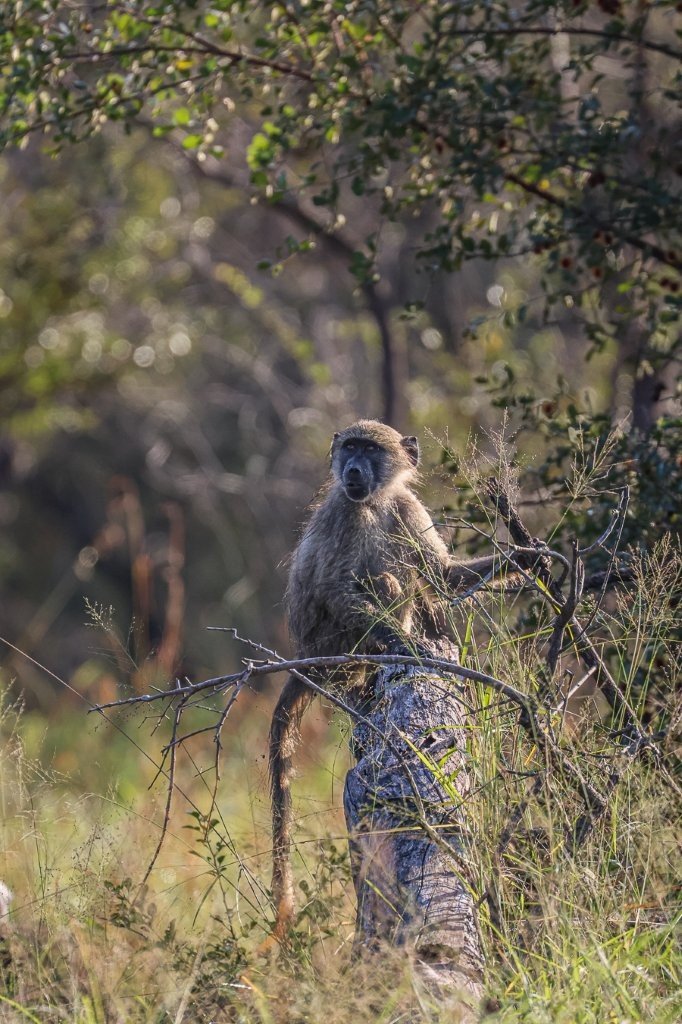 Baboon moving foraging for food and keeping watch for danger