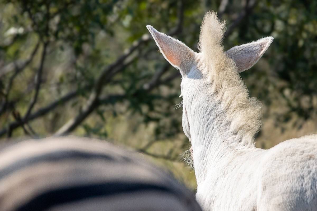 Leucistic zebra foal and its mother grazing together in open veld