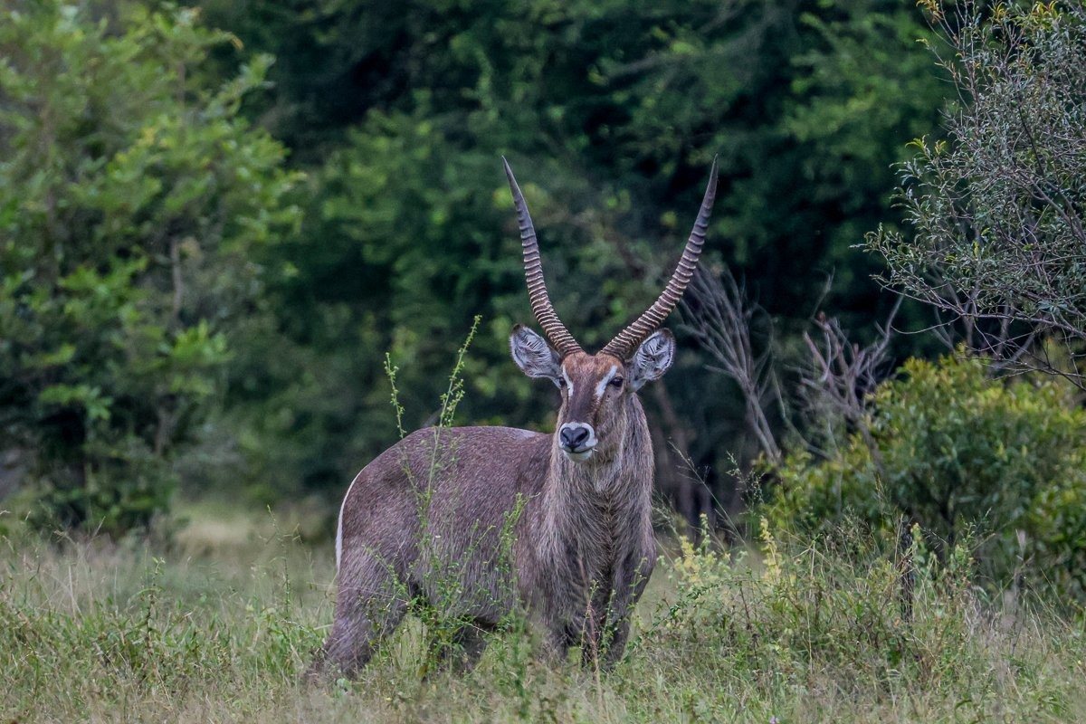 Waterbuck bull keeping watch over females near a waterhole at sunset