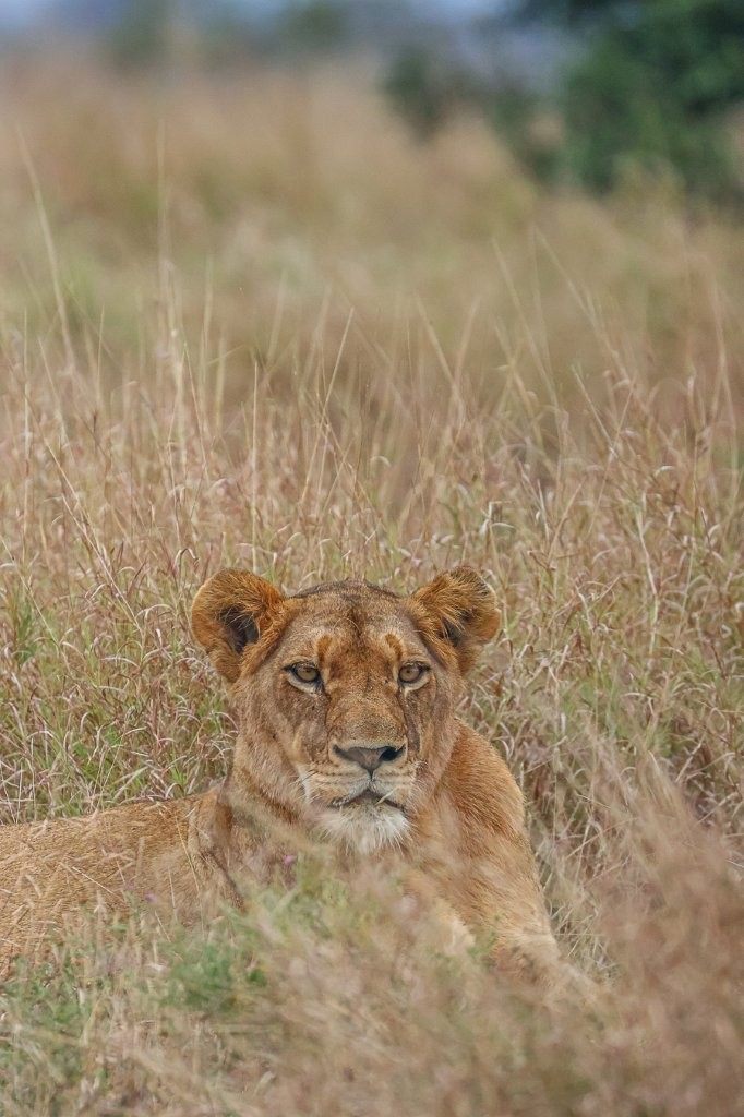 Lioness from the Southern Pride soaking up the morning sun in the reserve.