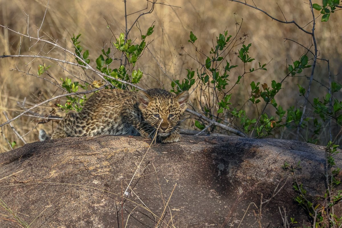 Golonyi female leopard resting with one of her cubs on a rocky outcrop.