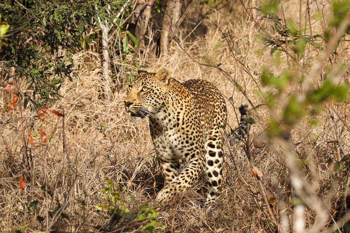 Kurhula female leopard scent-marking trees while patrolling her territory at Sabi Sabi Game Reserve.