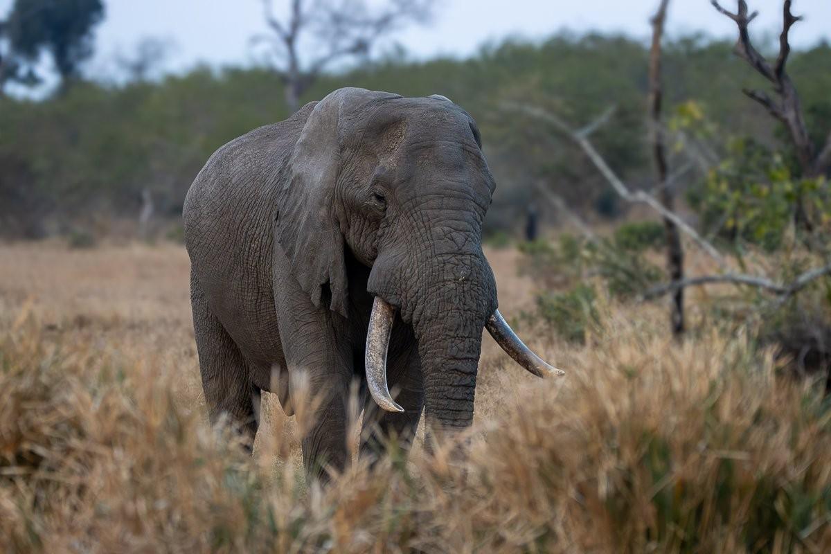 Elephant browsing in the African wilderness