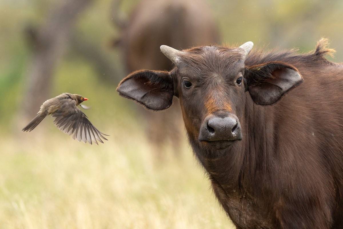 Large buffalo herd with oxpeckers moving among the animals.