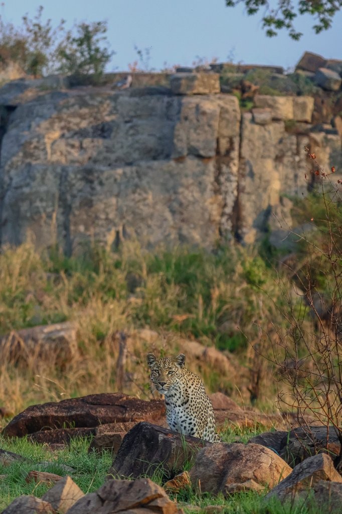 Sabi Sabi Ruan Mey Golonyi Leopardess Resting In Thick Vegetation