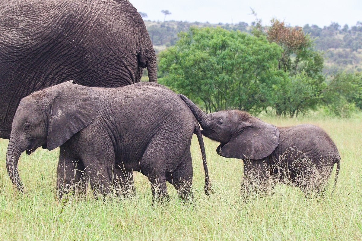 Young elephant calves playfully interacting and learning to control their trunks