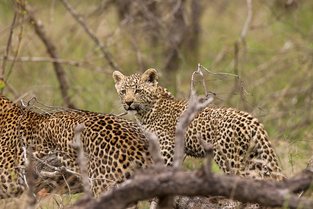 Kurhula leopardess resting with her young cub along a drainage line