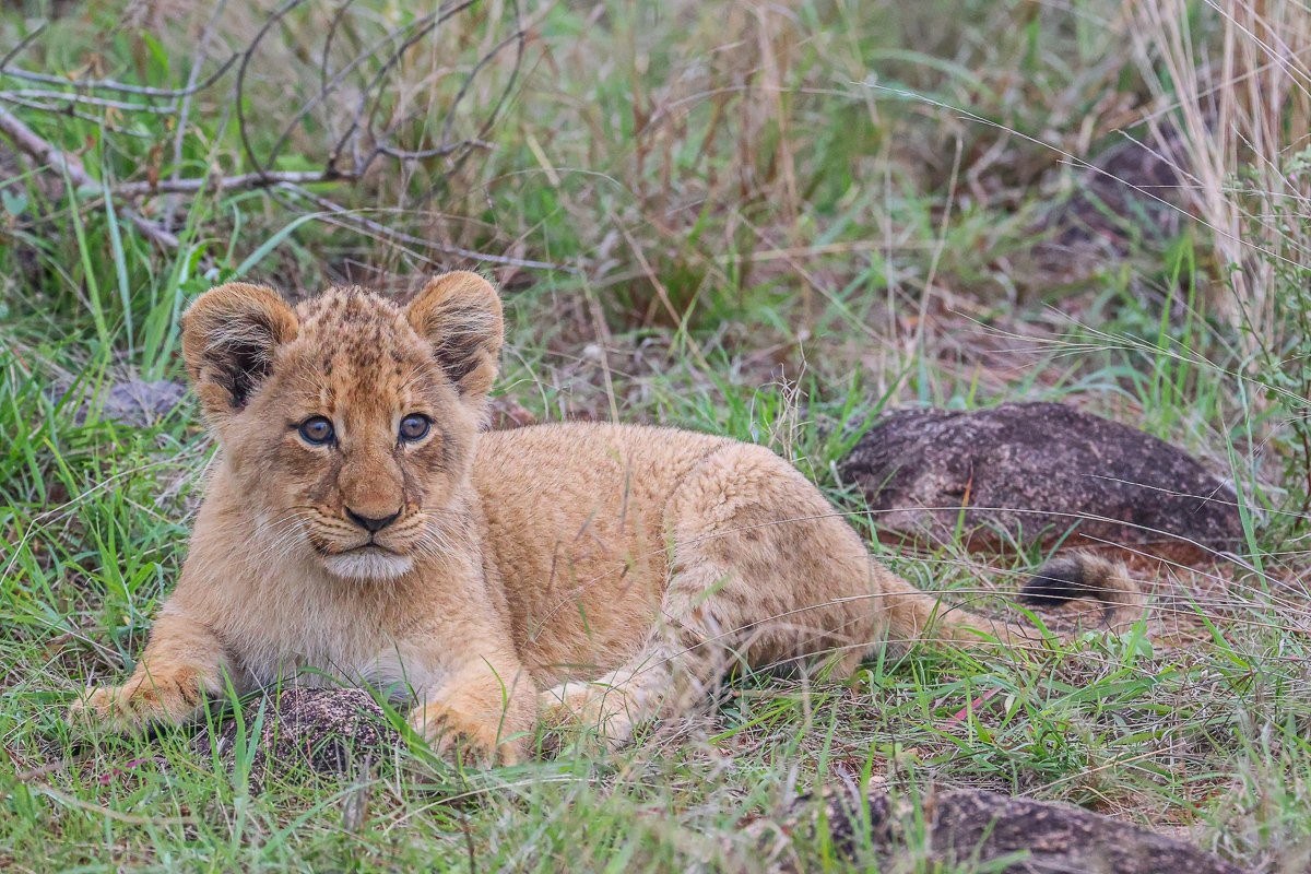 Southern Pride lion cubs staying close to their mother in the bush